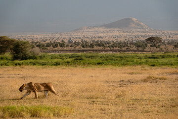 Fototapeta premium lwica w Afryce na tle sawanny i góry