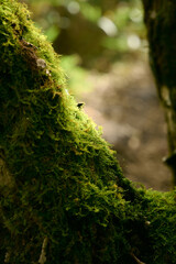陽に照らされる苔