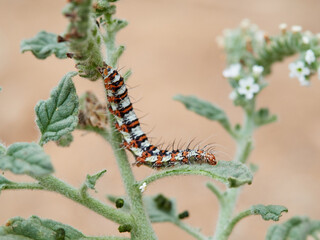 Caterpillar on a leaf. Utetheisa pulchella, or the Crimson Speckled moth
