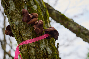 キノコが生えた木