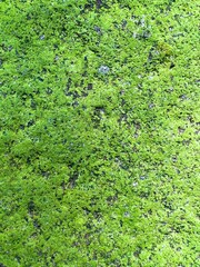 Close-up texture of bright green moss covering a natural surface. Fresh, organic pattern ideal for backgrounds, eco designs, and nature-themed commercial projects.
