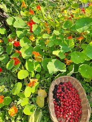 forest fruits in a basket, wild strawberries, fruits in nasturtium flowers