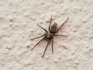 Spider on the wall. Genus Berlandina
