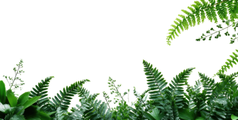 A lush, verdant scene with ferns and other greenery, creating a natural border