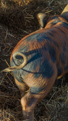 Close-up of a Striped Pig's Curly Tail and Hindquarters on a Farm © Cam