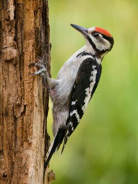 Great spotted woodpecker / Buntspecht (Dendrocopos major)