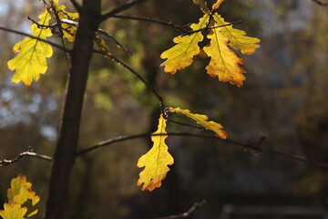 yellow maple leaves