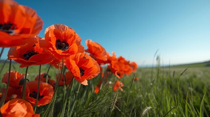 Vibrant Red Poppy Field Under Blue Sky: Ideal for Nature Wallpapers, Floral Video Backgrounds, Wellness Blog Headers, Seasonal Greeting Cards, and Eco-Tourism Brochure Designs