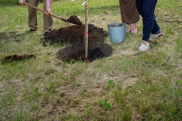 Work on planting young trees in the city park