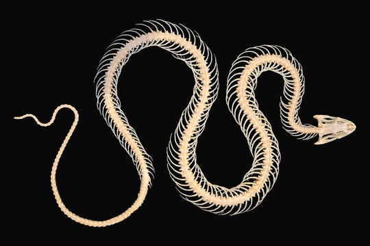 Snake skeleton isolated on black background showcasing intricate bone structure and unique form