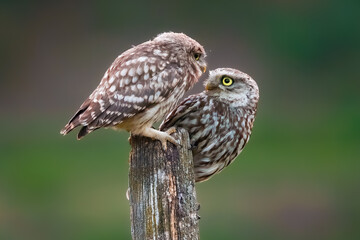 Little owl / Steinkauz (Athene noctua)