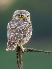 Little owl / Steinkauz (Athene noctua)