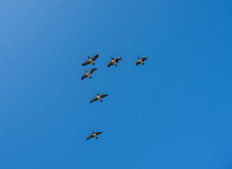 Flock of geese flying in clear blue sky.