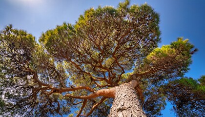 Fototapeta premium View From Below Of A Maritime Pine Tree Showcasing Its Trunk Branches And Green Needles During The Fall Season Along A Coastal Area In The Mediterranean Region