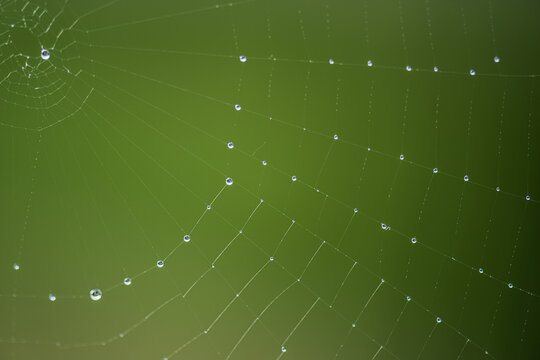 Closeup spider web strands with water droplets.