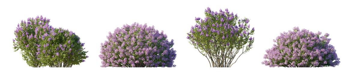 Purple Lilac collection: Syringa meyeri & Syringa vulgaris isolated PNG on a transparent background premium cutout

