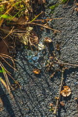 Broken glass shards and fallen nuts on asphalt ground.