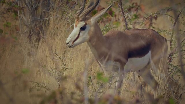Springbok or springbuck Antidorcas marsupialis, slender, long-legged antelope found mainly in south and southwest Africa, genus Antidorcas, sunset in Namibian savanna, drink and graze with family herd