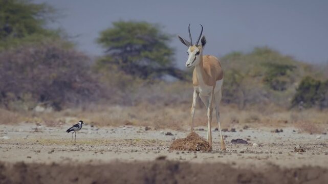 Springbok or springbuck Antidorcas marsupialis, slender, long-legged antelope found mainly in south and southwest Africa, genus Antidorcas, sunset in Namibian savanna, drink and graze with family herd