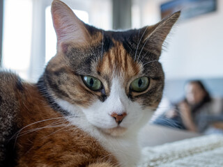 Calico cat on a bed, relaxed atmosphere
