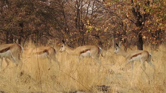Springbok or springbuck Antidorcas marsupialis, slender, long-legged antelope found mainly in south and southwest Africa, genus Antidorcas, sunset in Namibian savanna, drink and graze with family herd