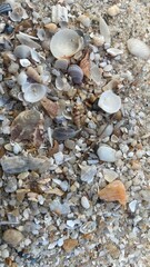 Pebbles and sea shells on a textured beach background