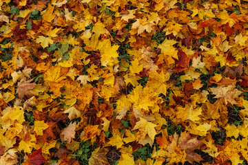Maple leaves in autumn on the ground, colorful textures in warm tones, yellow, red, ochre contrasting with the green of the grass, creating harmonious colorful fall textured images. 