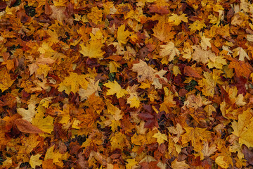 Maple leaves in autumn on the ground, colorful textures in warm tones, yellow, red, ochre contrasting with the green of the grass, creating harmonious colorful fall textured images. 