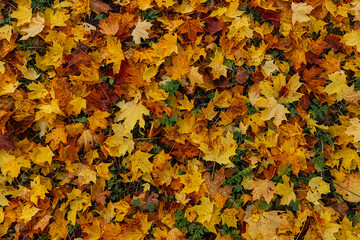 Maple leaves in autumn on the ground, colorful textures in warm tones, yellow, red, ochre contrasting with the green of the grass, creating harmonious colorful fall textured images. 
