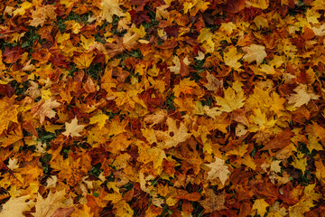 Maple leaves in autumn on the ground, colorful textures in warm tones, yellow, red, ochre...