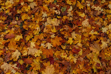 Maple leaves in autumn on the ground, colorful textures in warm tones, yellow, red, ochre contrasting with the green of the grass, creating harmonious colorful fall textured images. 