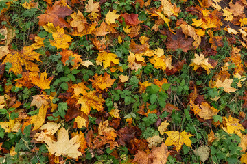 Maple leaves in autumn on the ground, colorful textures in warm tones, yellow, red, ochre contrasting with the green of the grass, creating harmonious colorful fall textured images. 