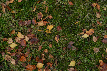 Scattered autumn leaves on grassy ground.