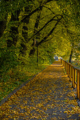 Quiet autumn walkway blanketed with golden leaves.
