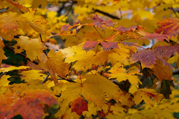 maple branch in autumn where the leaves have turned a bright yellow with shades of red and ochre and are ready to fall to the ground or fly away at the mercy of the wind.