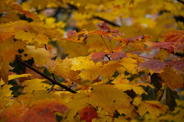 maple branch in autumn where the leaves have turned a bright yellow with shades of red and ochre and are ready to fall to the ground or fly away at the mercy of the wind.