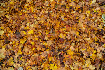 Maple leaves in autumn on the ground, colorful textures in warm tones, yellow, red, ochre...