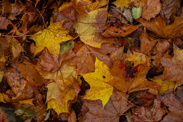 Maple leaves in autumn on the ground, colorful textures in warm tones, yellow, red, ochre contrasting with the green of the grass, creating harmonious colorful fall textured images. 