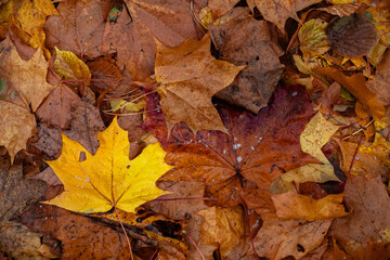 Maple leaves in autumn on the ground, colorful textures in warm tones, yellow, red, ochre contrasting with the green of the grass, creating harmonious colorful fall textured images. 