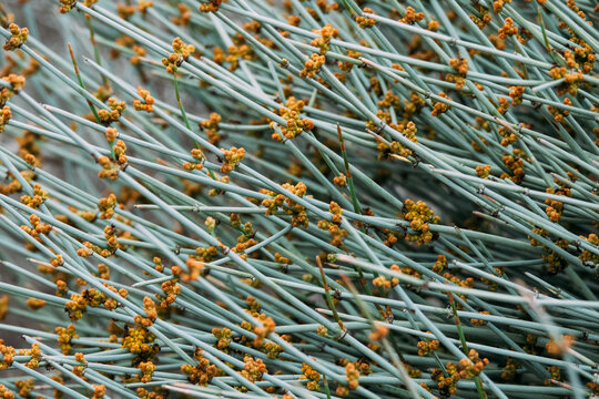 ephedra