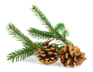 Fir tree branch and cones isolated on white background.