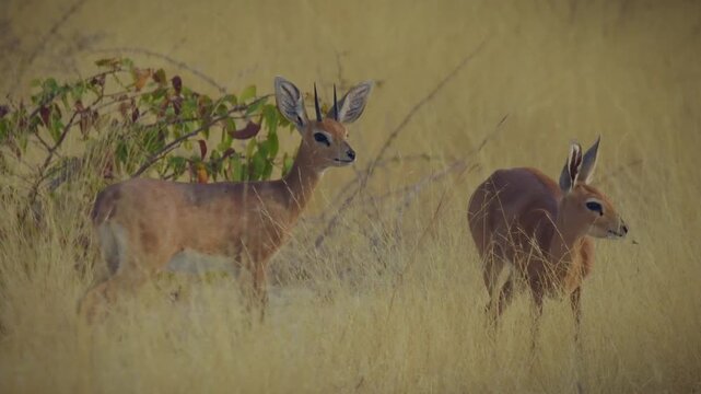 Steenbok Raphicerus campestris common small antelope of Africa, also steinbuck or steinbok, pair of small antelopes stands and feeds in Etosha savannah grassland in Namibia.