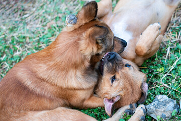 Two brown dogs are fighting violently and angrily