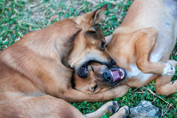 Two brown dogs are fighting violently and angrily
