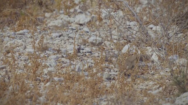 Walking bird in desert - Double-banded courser Rhinoptilus africanus also Two-banded courser bird in Glareolidae, eats mostly insects, catches its prey by quickly running, wading bird in dry grassland