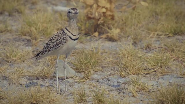 Walking bird in desert - Double-banded courser Rhinoptilus africanus also Two-banded courser bird in Glareolidae, eats mostly insects, catches its prey by quickly running, wading bird in dry grassland