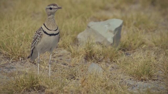 Walking bird in desert - Double-banded courser Rhinoptilus africanus also Two-banded courser bird in Glareolidae, eats mostly insects, catches its prey by quickly running, wading bird in dry grassland