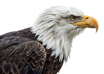 Obraz premium Majestic bald eagle head and shoulder portrait isolated on transparent background