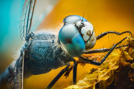 A  blue dragonfly perched on forest moss