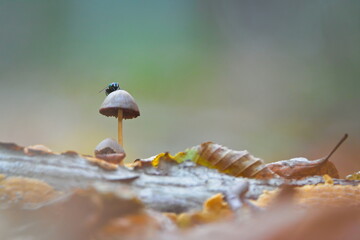 Common fly (Musca domestica) resting on a small mushroom in autumn forest. Nature of the Czech Republic